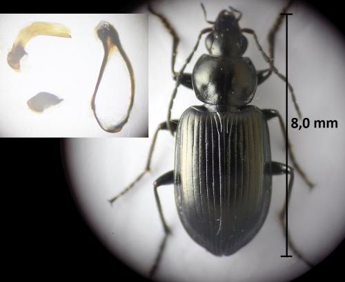 Agonum versutum